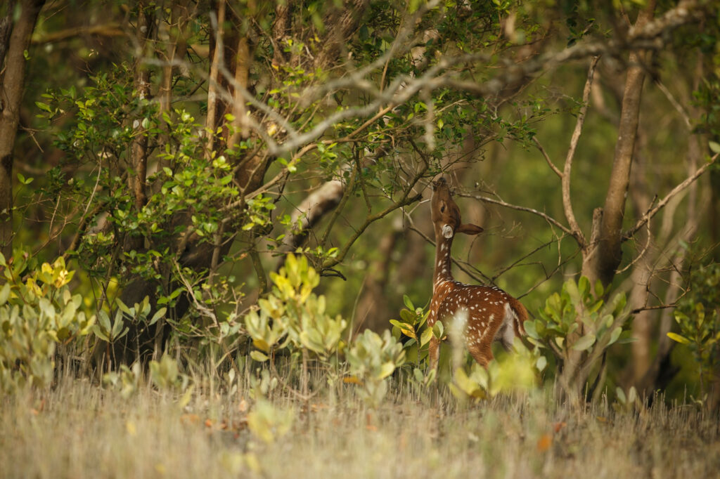 beautiful-axis-deer-from-sundarbans-tiger-reserve-india