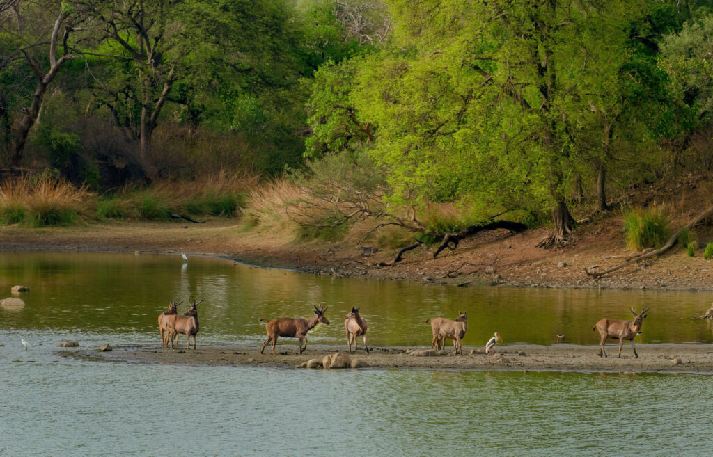 herd-wild-deer-middle-lake-surrounded-by-greenery