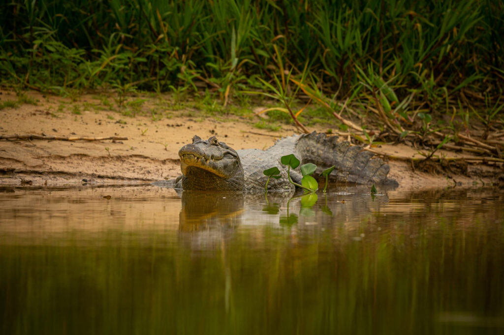 wild-caiman-with-fish-mouth-nature-habitat-wild-brasil-brasilian-wildlife-pantanal-green-jungle-south-american-nature-wild-dangereous