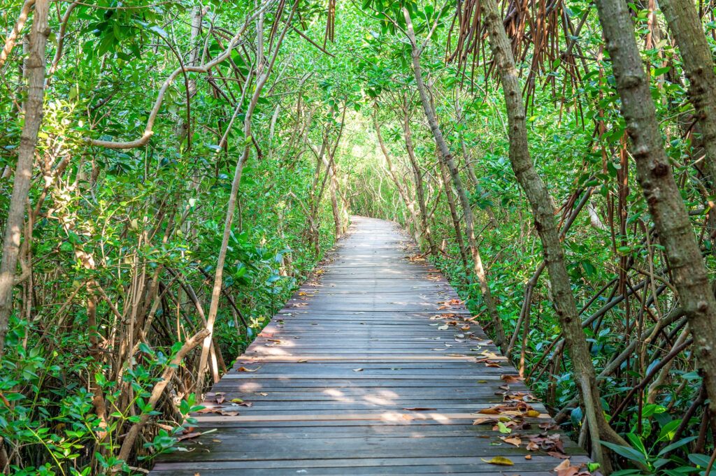 wooden-bridge-mangrove-forest