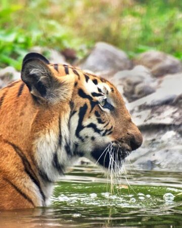 Royal Bengal Tiger of Sundarban